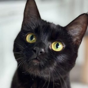 Black Cat