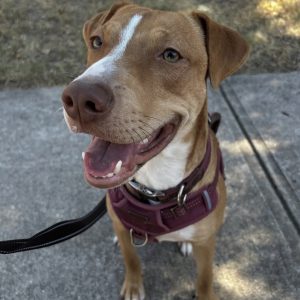 Brown Dog